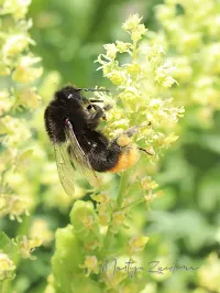 Steenhommel [Bombus lapidarius]